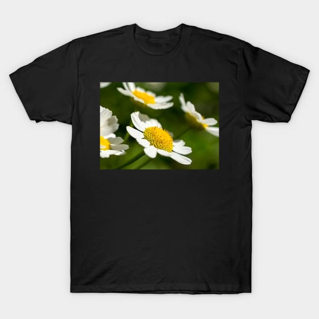 Daisies T-Shirt by mariola5